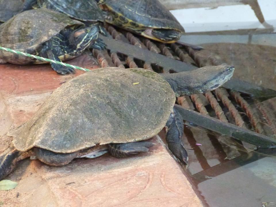 SPOTTED BELLIED SIDE NECKED TURTLE Phrynops hilarii FAUNA PARAGUAY